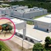 México construirá planta de moscas estériles contra el gusano barrenador