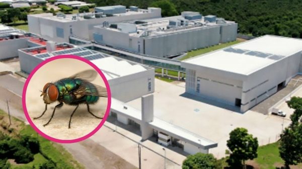 México construirá planta de moscas estériles contra el gusano barrenador