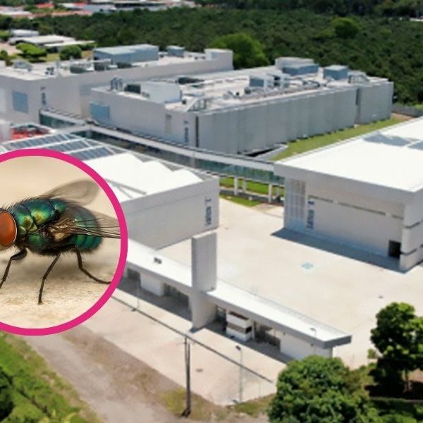 México construirá planta de moscas estériles contra el gusano barrenador