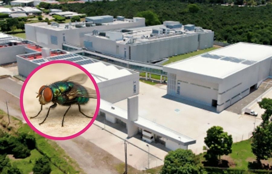 México construirá planta de moscas estériles contra el gusano barrenador