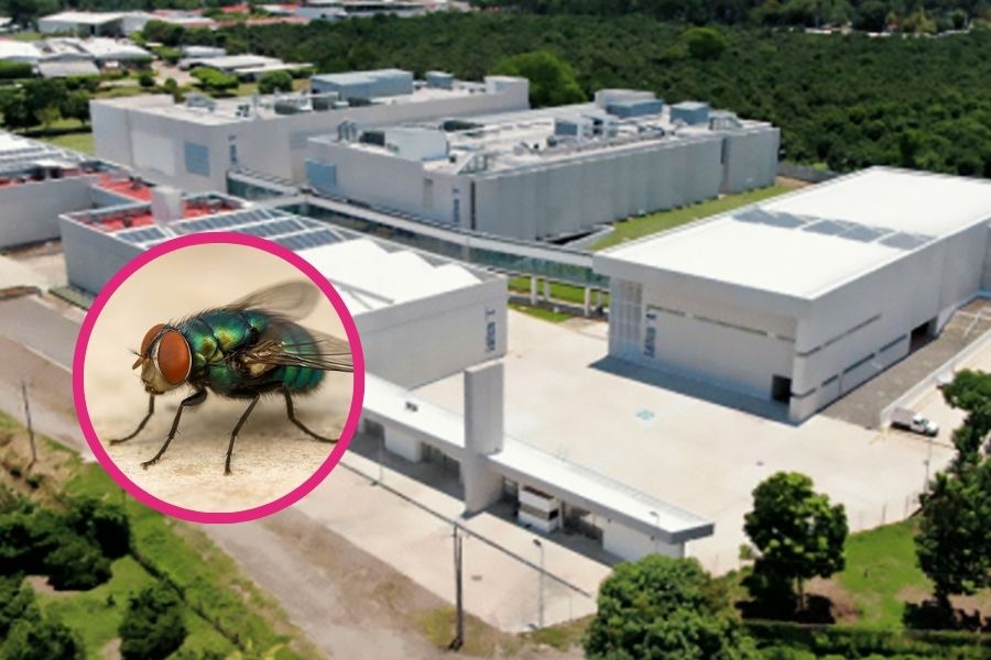 México construirá planta de moscas estériles contra el gusano barrenador