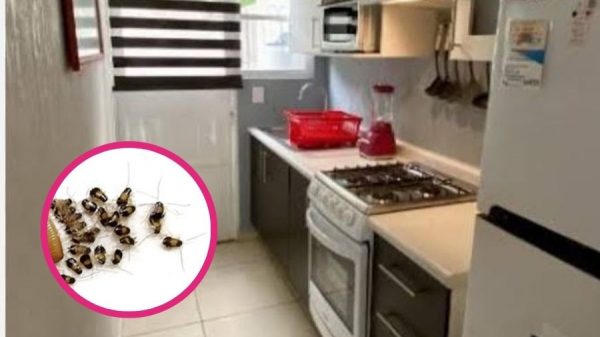 Cucaracha alemana: la plaga que puede esconderse en tu cocina
