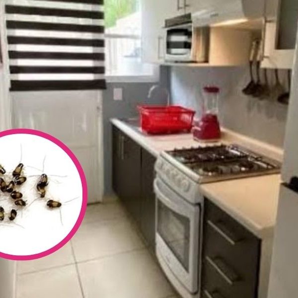 Cucaracha alemana: la plaga que puede esconderse en tu cocina