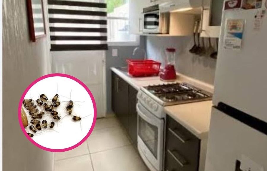 Cucaracha alemana: la plaga que puede esconderse en tu cocina