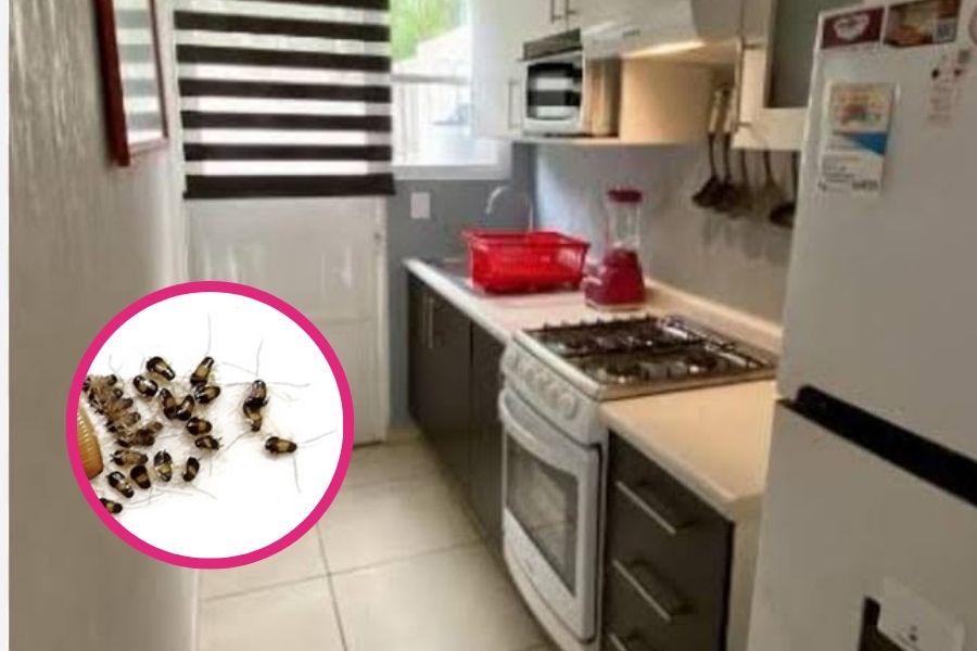 Cucaracha alemana: la plaga que puede esconderse en tu cocina