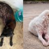 Alertan por aumento de perros con sarna en Kantunilkín