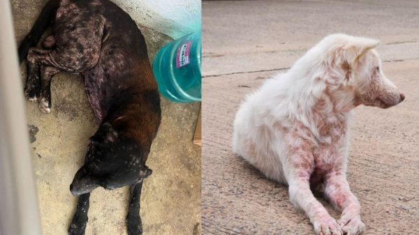 Alertan por aumento de perros con sarna en Kantunilkín