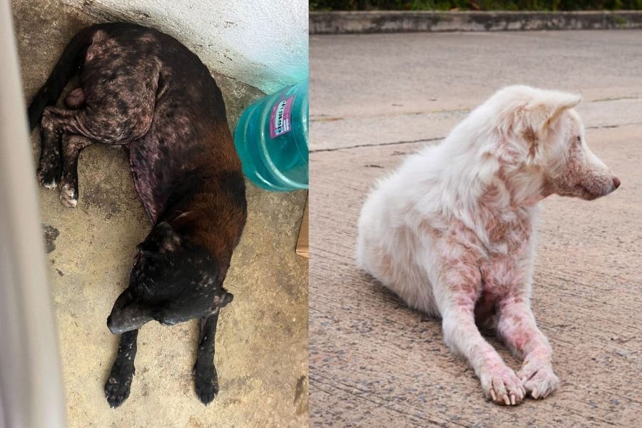 Alertan por aumento de perros con sarna en Kantunilkín