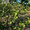 Se desploma precio del limón y golpea a productores de Lázaro