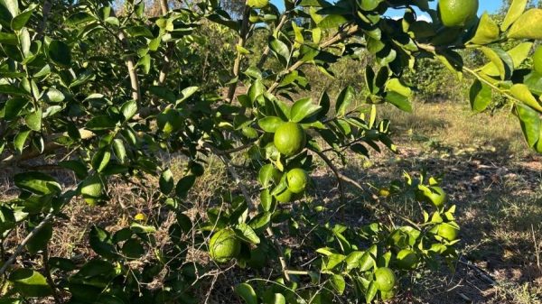 Se desploma precio del limón y golpea a productores de Lázaro