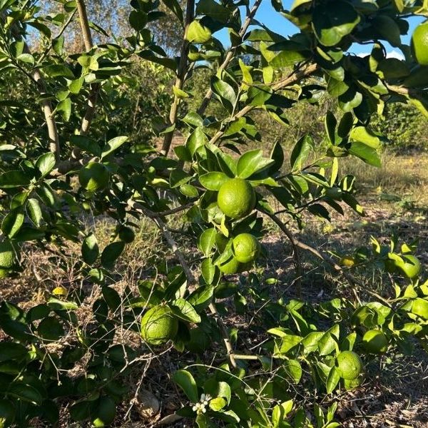 Se desploma precio del limón y golpea a productores de Lázaro