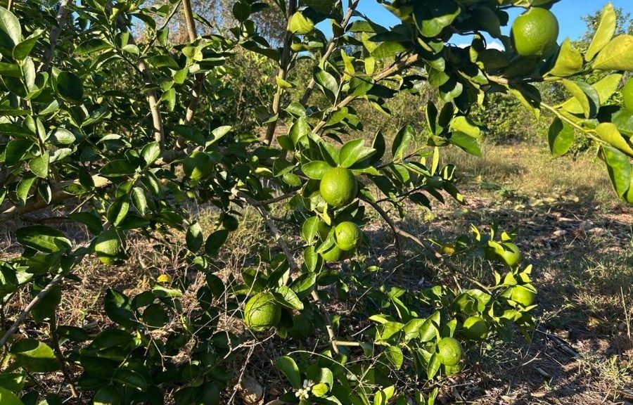 Se desploma precio del limón y golpea a productores de Lázaro
