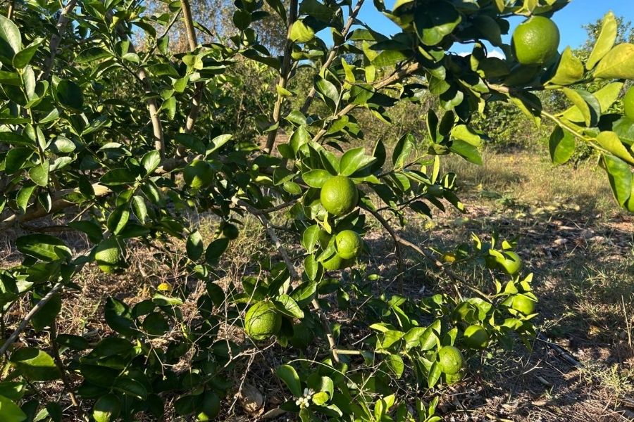 Se desploma precio del limón y golpea a productores de Lázaro