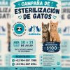 Impulsan campaña gratuita para esterilizar 400 gatos en Holbox