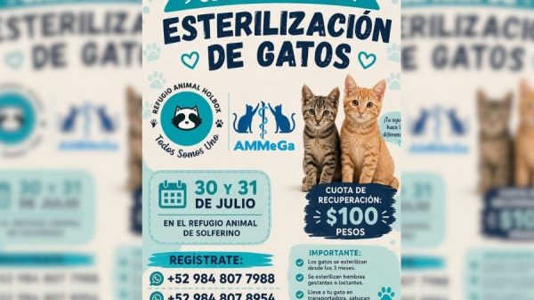 Impulsan campaña gratuita para esterilizar 400 gatos en Holbox