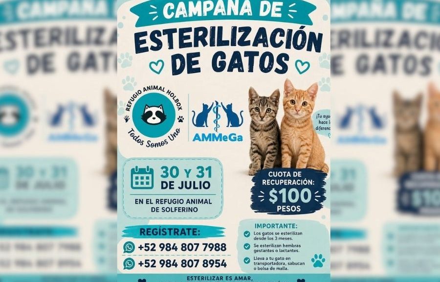 Impulsan campaña gratuita para esterilizar 400 gatos en Holbox