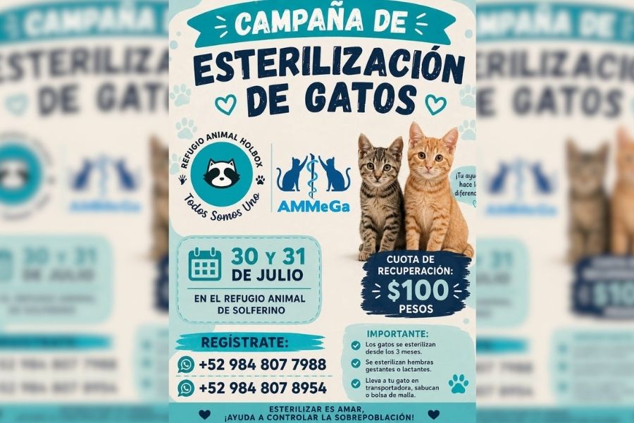 Impulsan campaña gratuita para esterilizar 400 gatos en Holbox