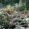Venta de plantas ayuda a familias a sostener su economía en San Cosme