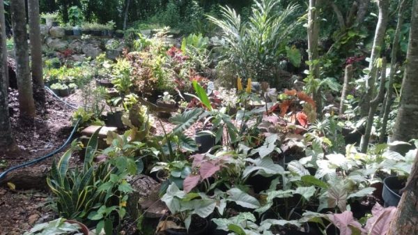 Venta de plantas ayuda a familias a sostener su economía en San Cosme