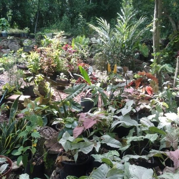 Venta de plantas ayuda a familias a sostener su economía en San Cosme