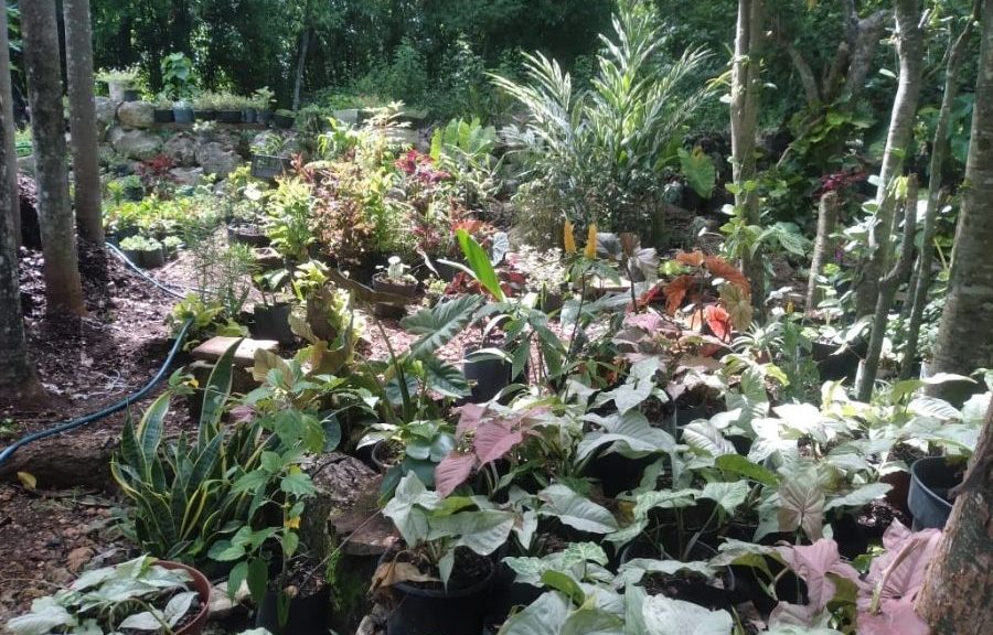 Venta de plantas ayuda a familias a sostener su economía en San Cosme