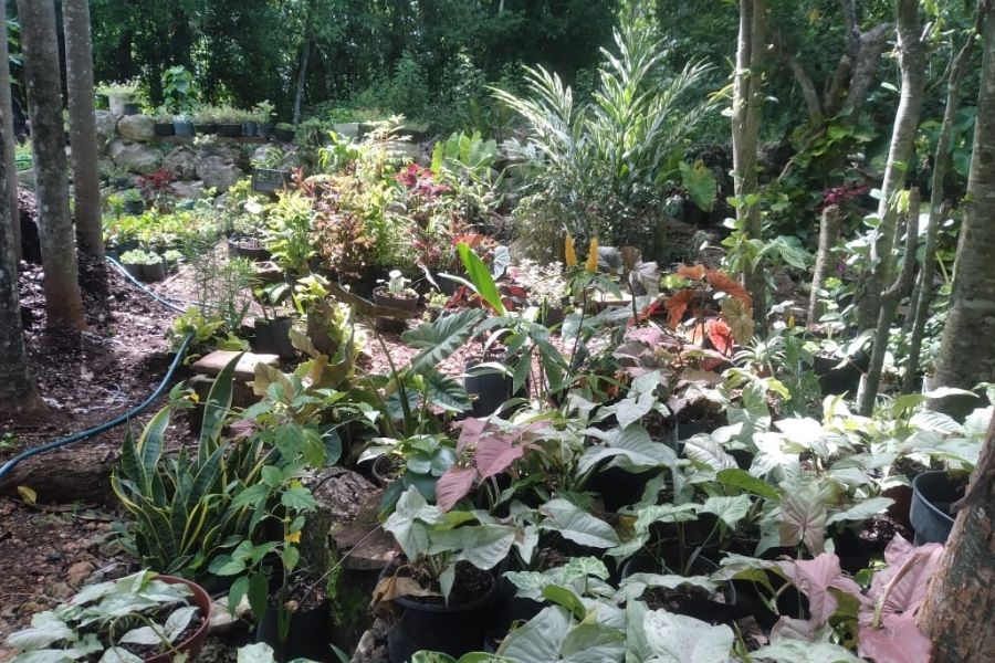 Venta de plantas ayuda a familias a sostener su economía en San Cosme