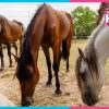 caballos resguardados en Tulum
