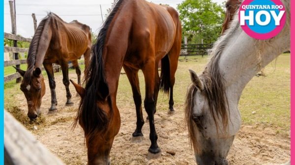 caballos resguardados en Tulum