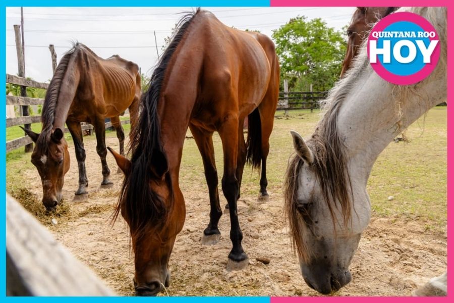 caballos resguardados en Tulum