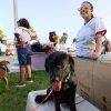 Buscan hogar para perros rescatados de maltrato en Chetumal