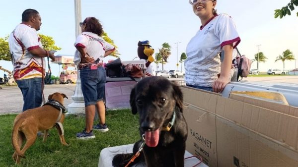 Buscan hogar para perros rescatados de maltrato en Chetumal