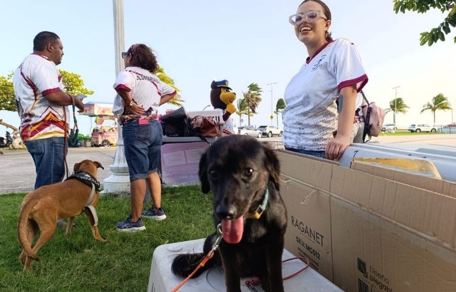 Buscan hogar para perros rescatados de maltrato en Chetumal