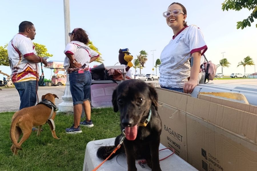 Buscan hogar para perros rescatados de maltrato en Chetumal