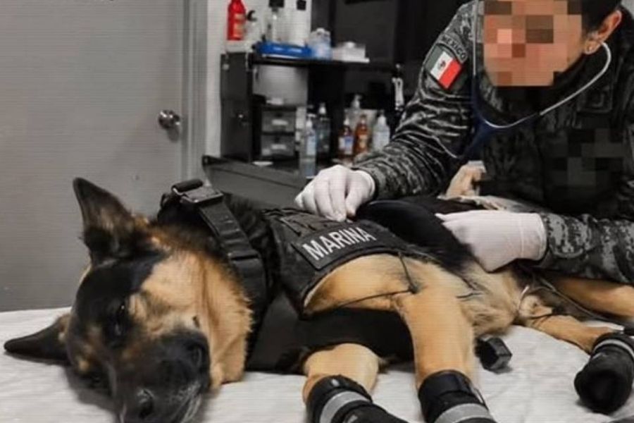 Max, perro rescatista de la Marina, regresa a México tras lesionarse durante misión en Venezuela