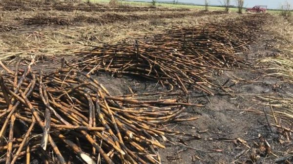 Cañeros de Quintana Roo se preparan para exportar azúcar