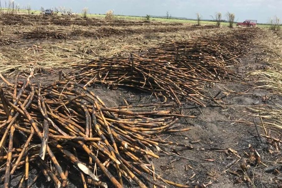 Cañeros de Quintana Roo se preparan para exportar azúcar