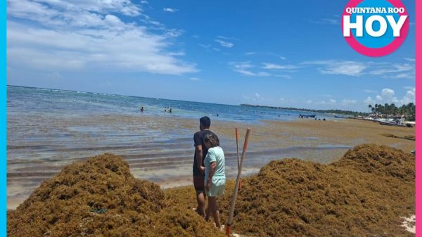Sargazo pone a prueba el turismo en Akumal