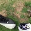 ¿Las tortugas odian el color negro? La curiosa razón detrás de la reacción