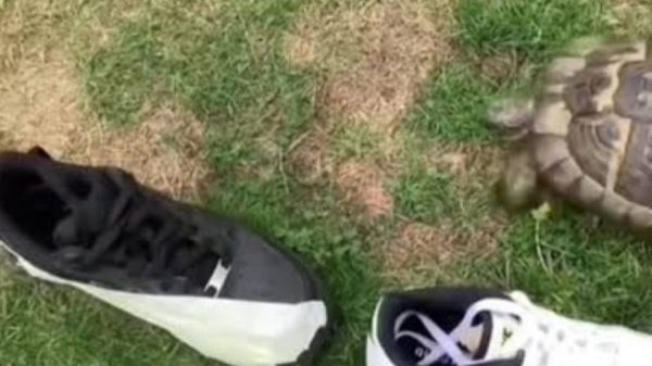 ¿Las tortugas odian el color negro? La curiosa razón detrás de la reacción