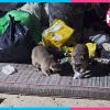 Alertan por sobrepoblación de mapaches en Holbox