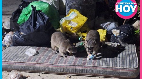 Alertan por sobrepoblación de mapaches en Holbox