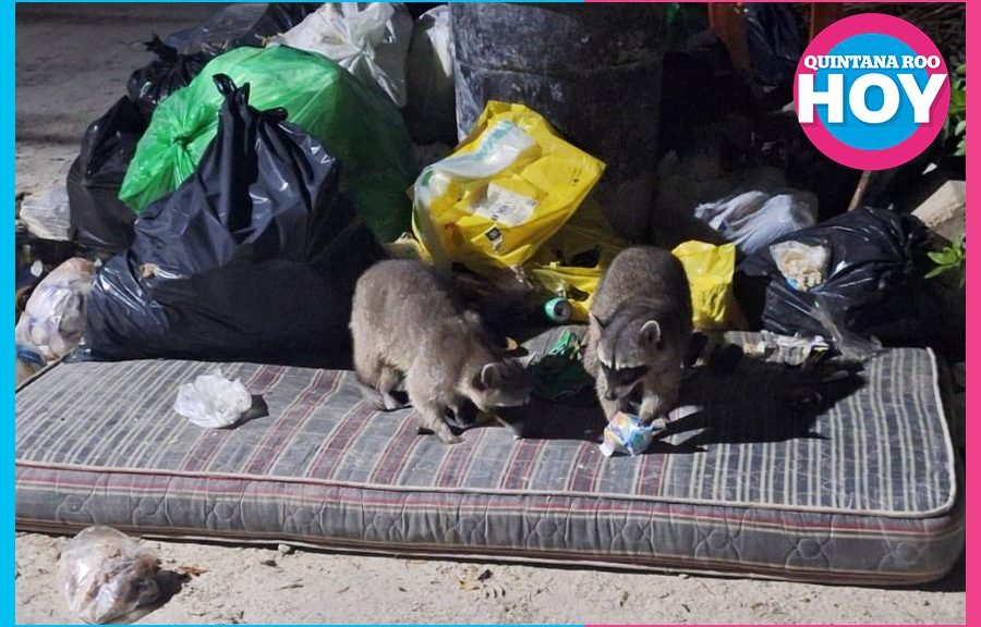 Alertan por sobrepoblación de mapaches en Holbox