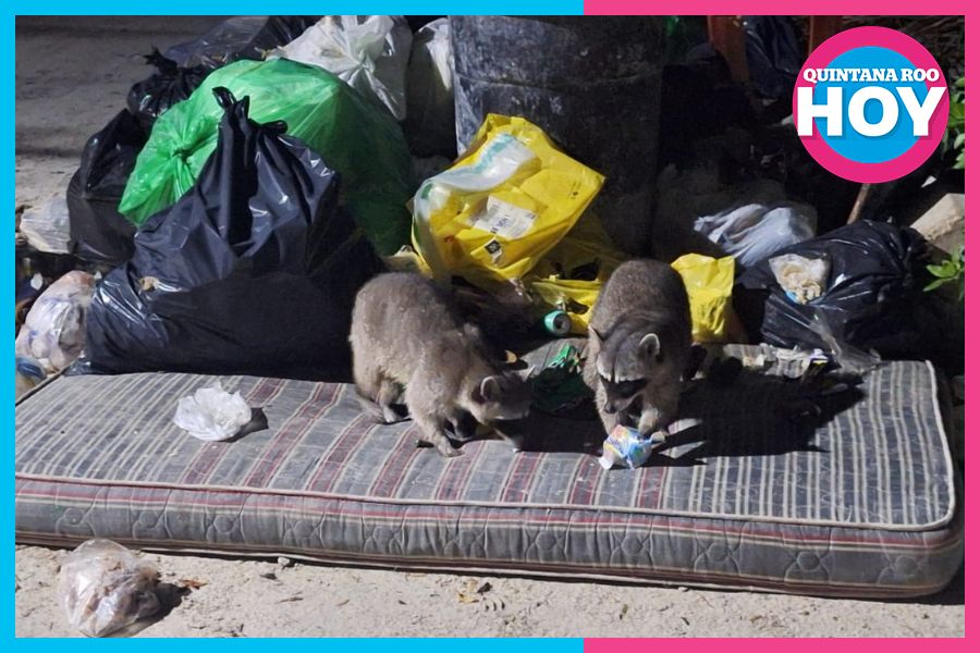 Alertan por sobrepoblación de mapaches en Holbox