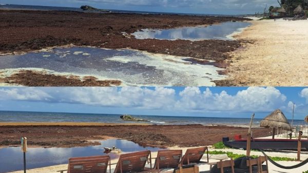 Proponen declarar contingencia por sargazo en Tulum