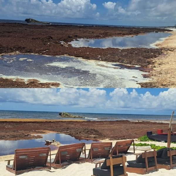 Proponen declarar contingencia por sargazo en Tulum