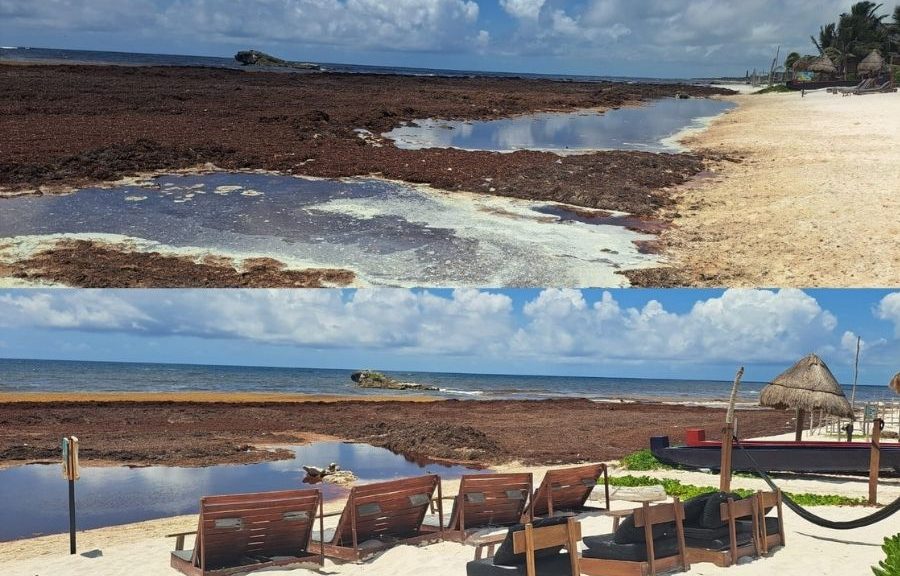 Proponen declarar contingencia por sargazo en Tulum
