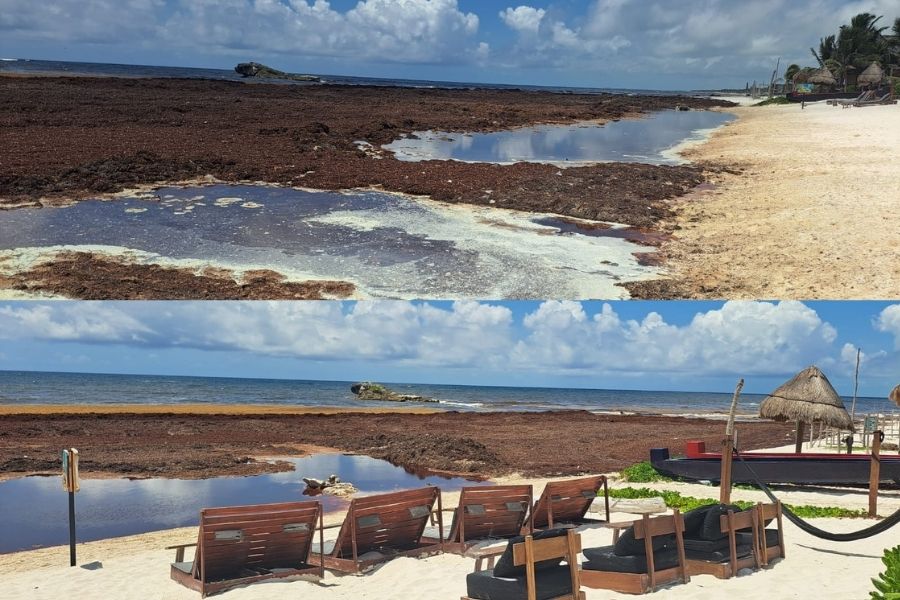 Proponen declarar contingencia por sargazo en Tulum