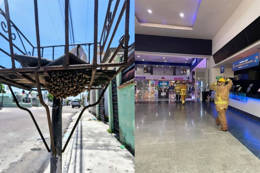 ¡No las manipules! Protección Civil pide reportar enjambres de abejas