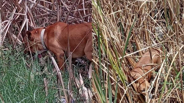 Denuncian que perros permanecen encadenados bajo la lluvia en Holbox
