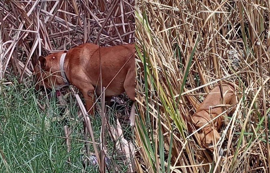 Denuncian que perros permanecen encadenados bajo la lluvia en Holbox